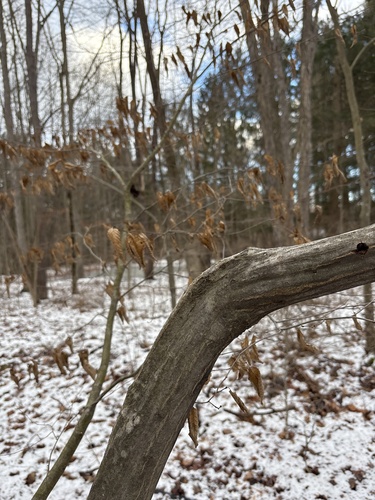 Foto de Carpinus caroliniana