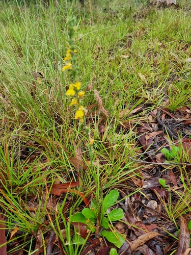 Daisy-leaved Goodenia (Goodenia bellidifolia)