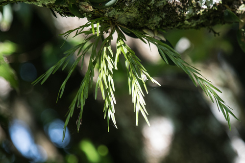 Narrowleaf Equal-Lip Orchid (Isochilus linearis)