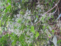 Peteravenia schultzii