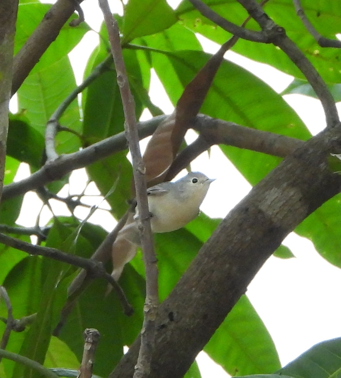 Lucy's Warbler (Leiothlypis luciae), photo 2