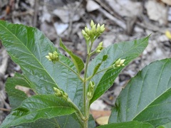 Chromolaena quercetorum