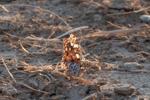 Painted Lady