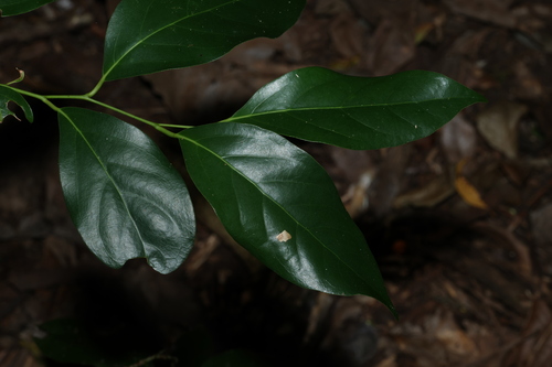 Cryptocarya erythroxylon, photograph 6