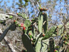 Opuntia dejecta