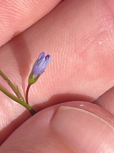 Wahlenbergia gracilis observed 2026-01-17
