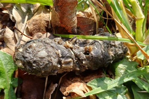 View observation of {o.common_name} on iNaturalist