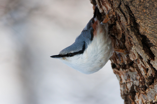 Trepador azul (Sitta europaea)