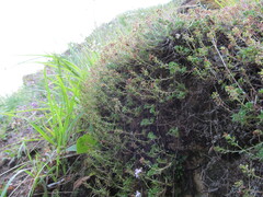 (c) zebedeugalinha, some rights reserved (CC BY) Thymus caespititius, photograph (c) zebedeugalinha, some rights reserved (CC BY)