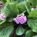 Bergenia - Photo (c) Pamela Taylor, some rights reserved (CC BY-NC), uploaded by Pamela Taylor