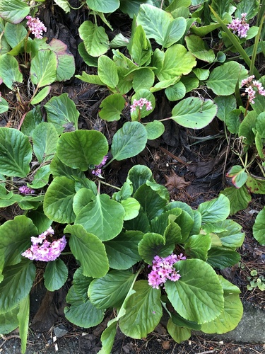 Uolaskėliniai nuotrauka