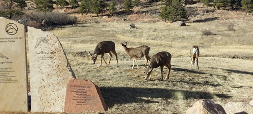 Mule Deer