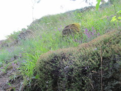 Thymus caespititius, photograph (c) zebedeugalinha, some rights reserved (CC BY)