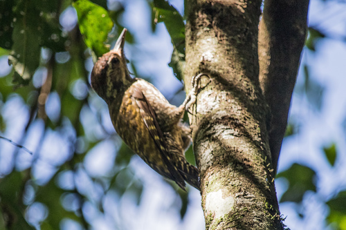 White-spotted Woodpecker (Veniliornis spilogaster)
