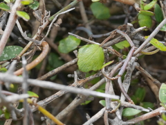 Scandia geniculata