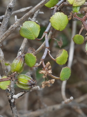 Scandia geniculata