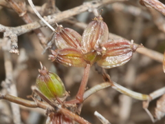 Scandia geniculata