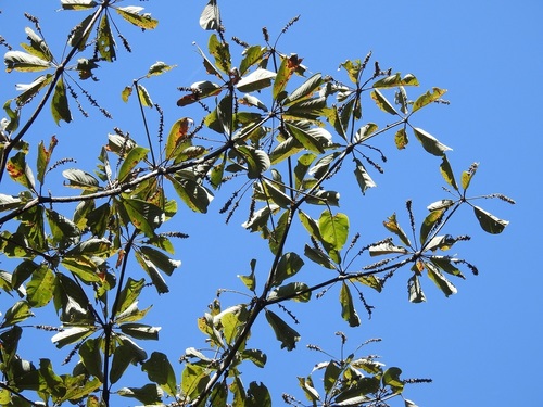 Terminalia macrostachya (Terminalia macrostachya)