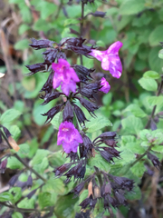 Clinopodium menthifolium ascendens