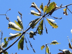 Terminalia macrostachya