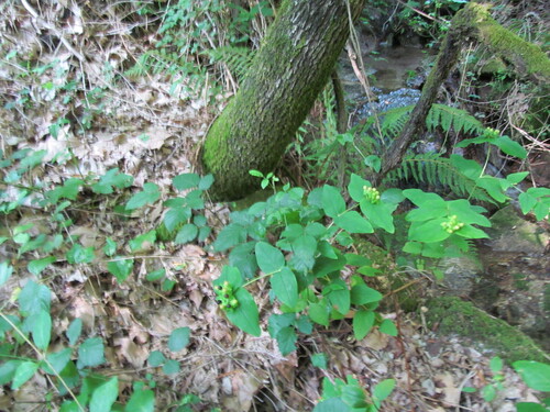 Hypericum androsaemum