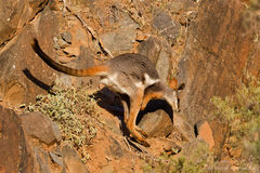 Petrogale xanthopus
