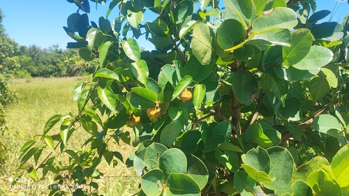 Annona coriacea, photograph 2