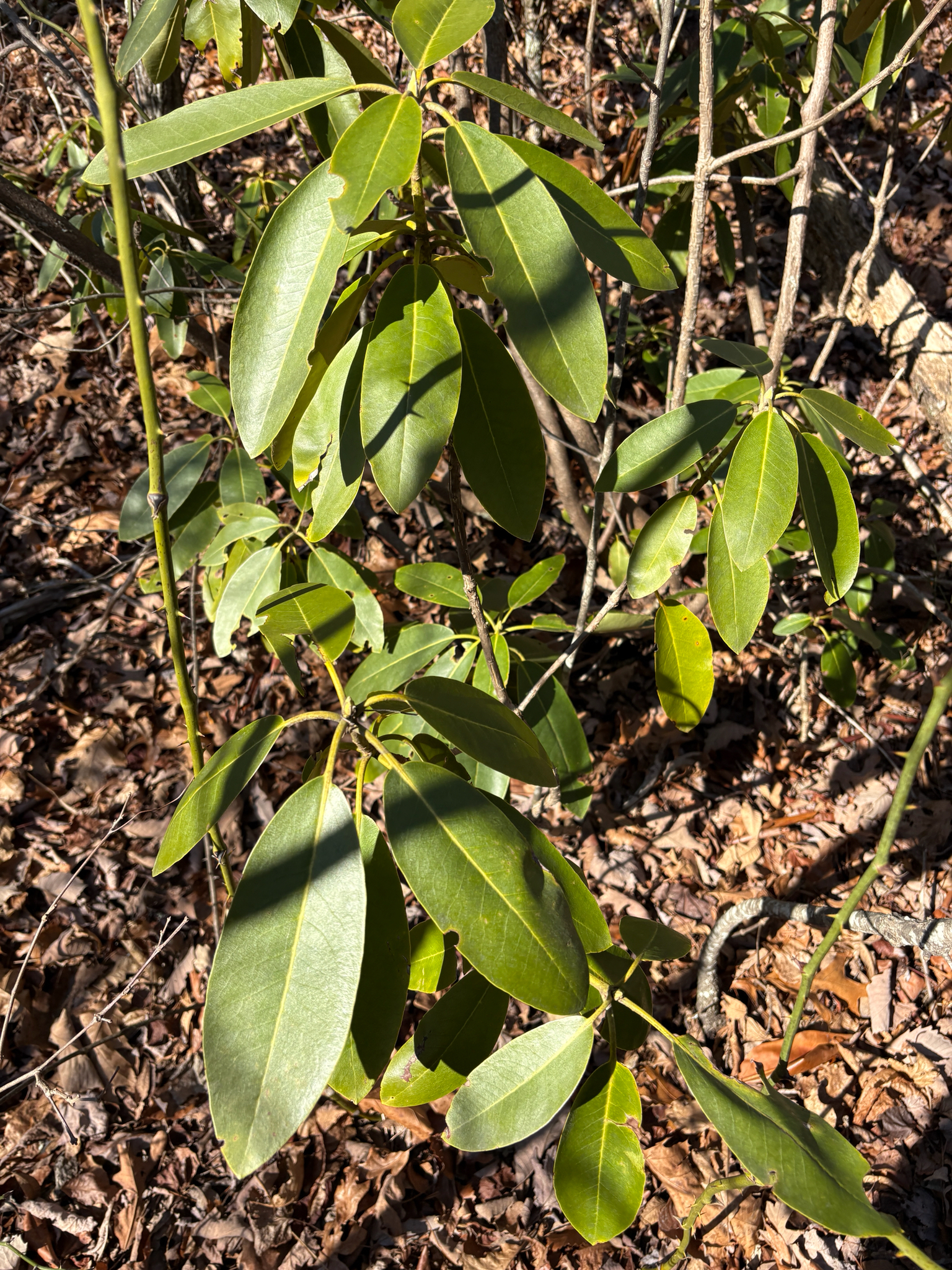Rododendro