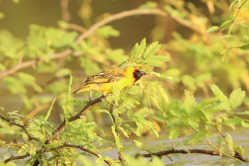 Northern Masked Weaver (Ploceus taeniopterus), photo 7