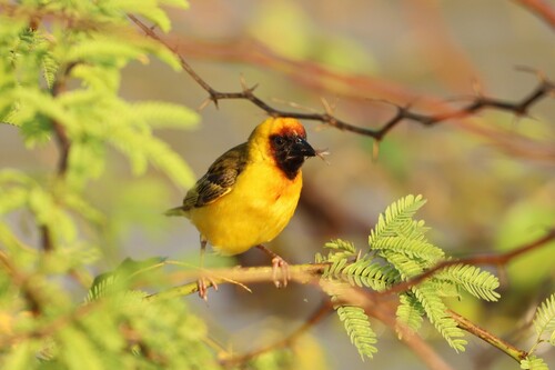 Northern Masked Weaver (Ploceus taeniopterus), photo 4