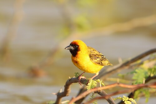 Northern Masked Weaver (Ploceus taeniopterus), photo 3