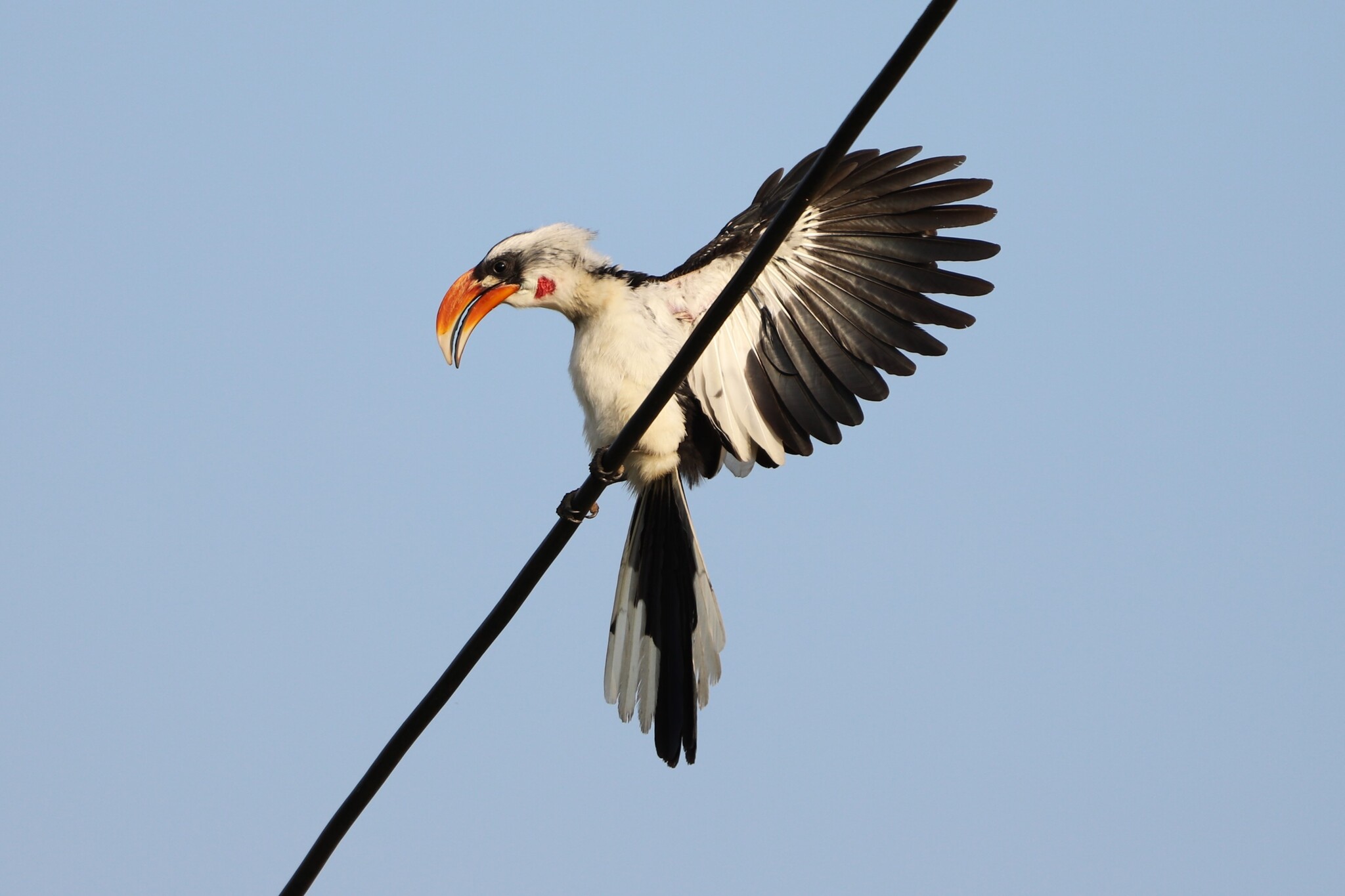 Jackson's Hornbill (Tockus jacksoni), photo 4