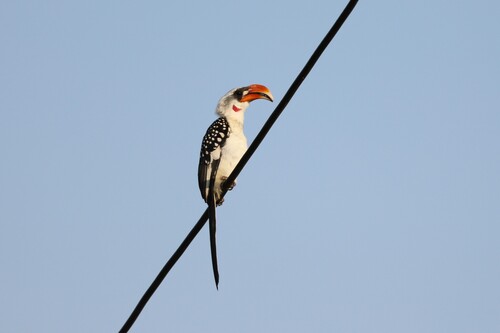 Jackson's Hornbill (Tockus jacksoni), photo 3