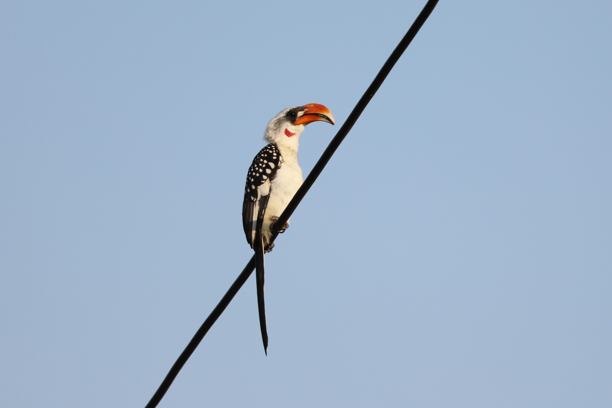 Jackson's Hornbill (Tockus jacksoni), photo 3
