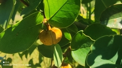 Annona coriacea, photograph (c) Thomaz Ricardo Favreto Sinani, some rights reserved (CC BY)