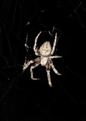 Araneus andrewsi