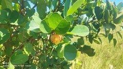 Annona coriacea, photograph (c) Thomaz Ricardo Favreto Sinani, some rights reserved (CC BY)