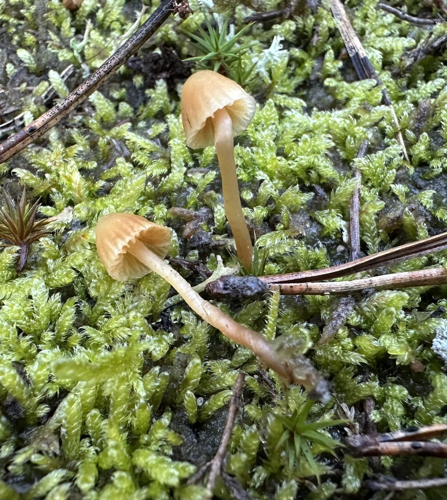 Galerina hypnorum · January 2026 · photo: © katrin_simon (iNaturalist, cc-by)
