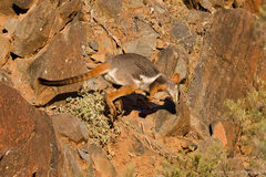 Petrogale xanthopus
