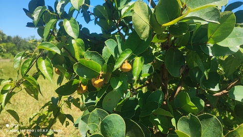 Annona coriacea, photograph 5
