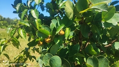 Annona coriacea, photograph (c) Thomaz Ricardo Favreto Sinani, some rights reserved (CC BY)