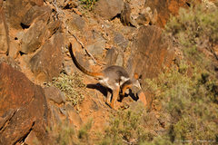 Petrogale xanthopus