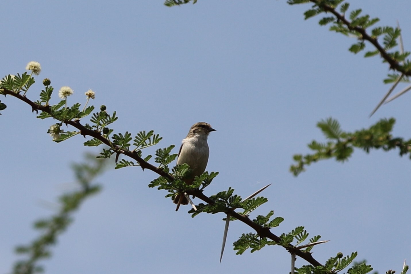 Grey Penduline Tit (Anthoscopus caroli), photo 3