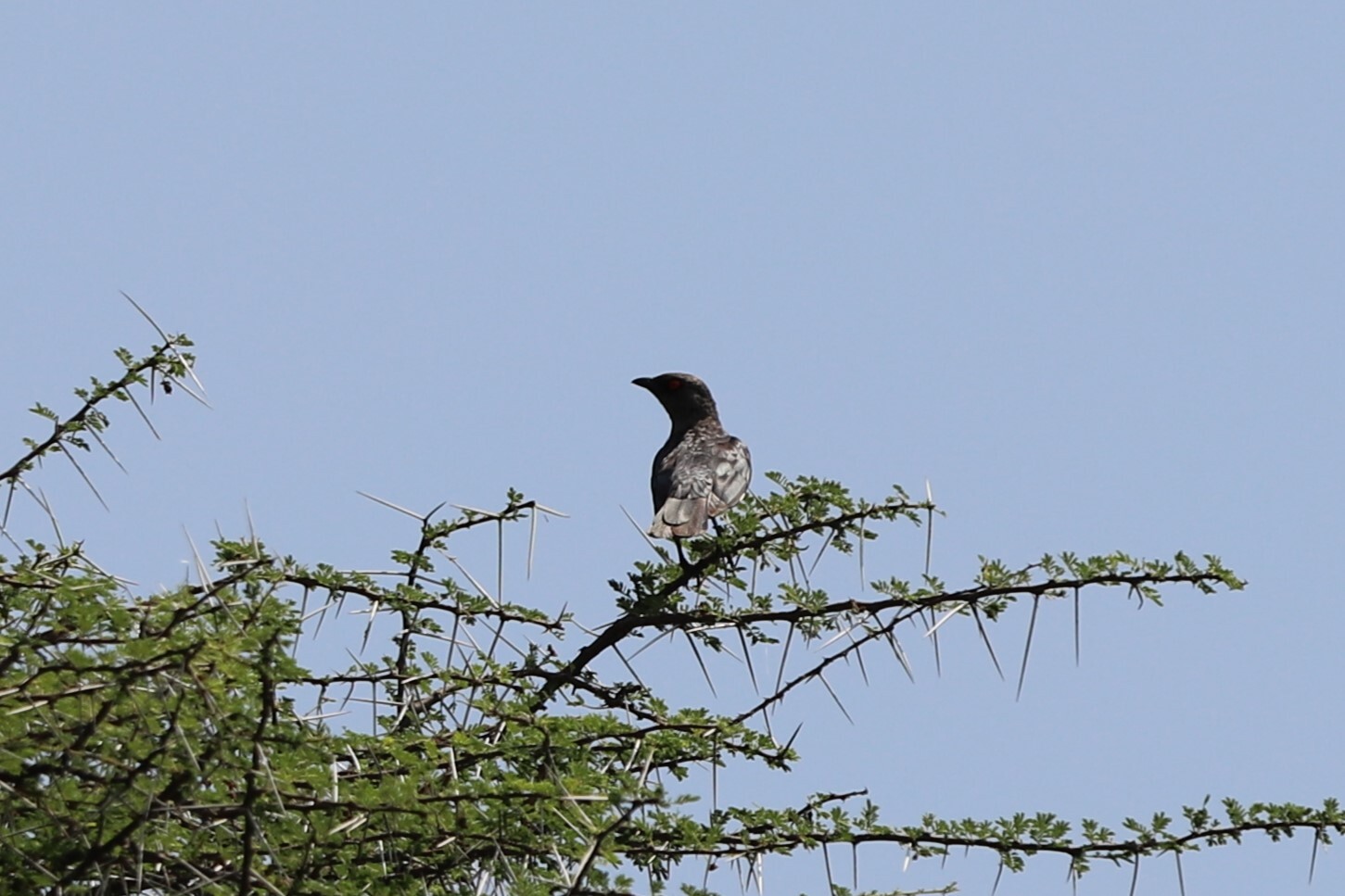Magpie Starling (Speculipastor bicolor), photo 5