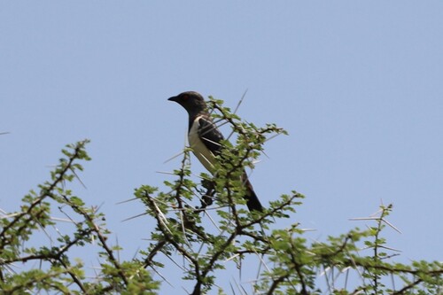Magpie Starling (Speculipastor bicolor), photo 7