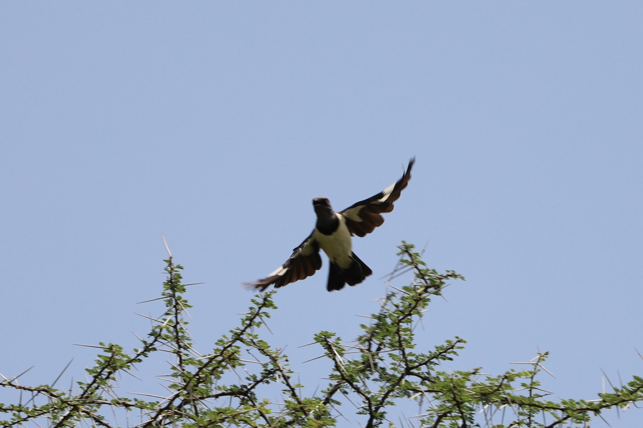 Magpie Starling (Speculipastor bicolor), photo 2