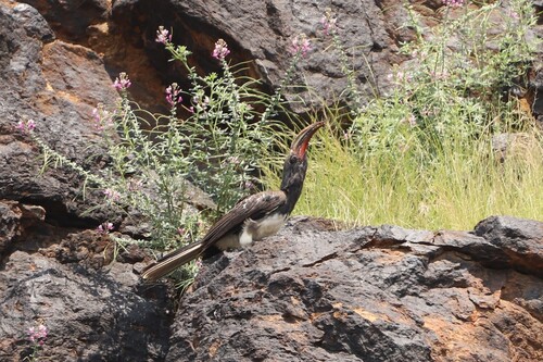 Hemprich's Hornbill (Lophoceros hemprichii), photo 3