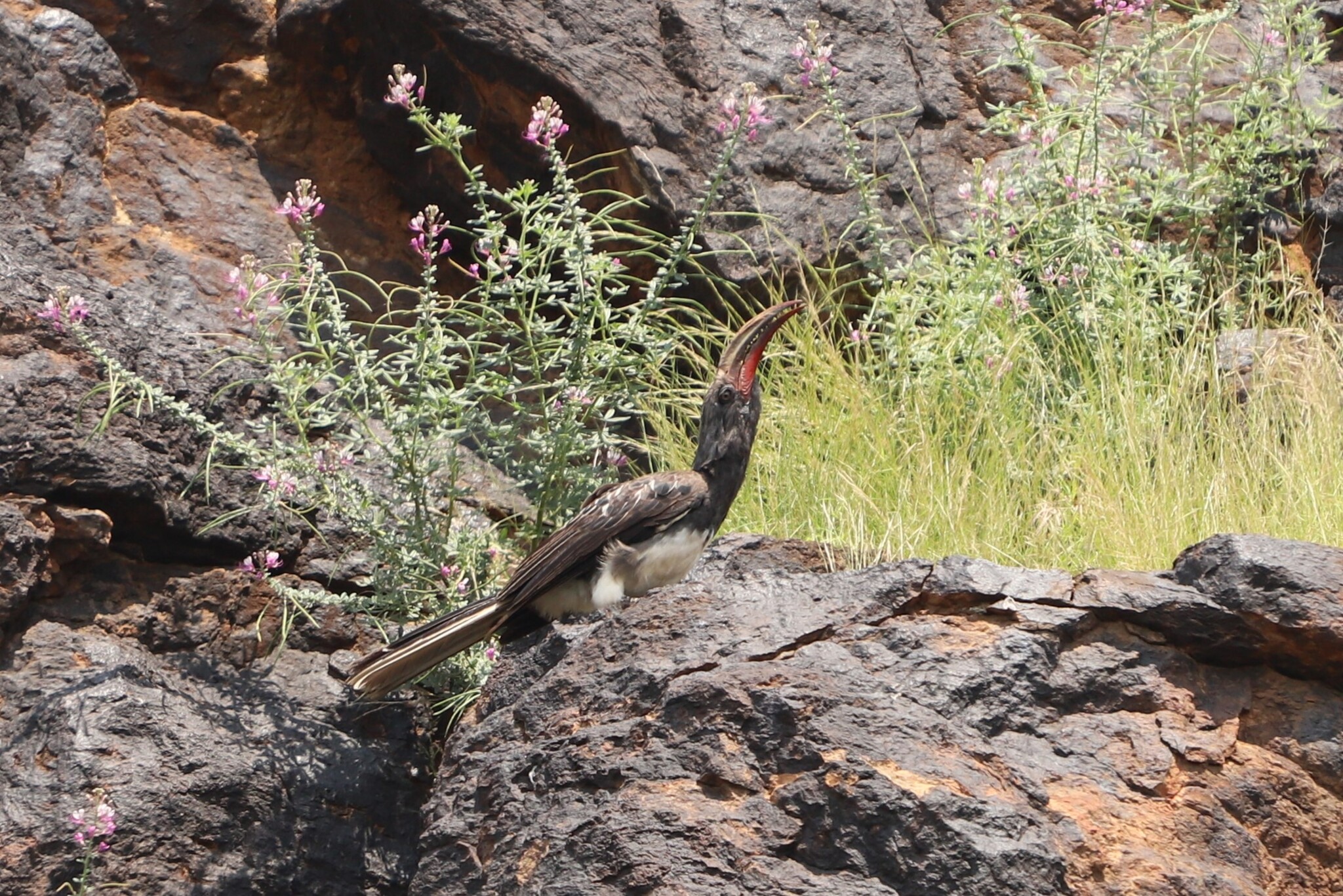 Hemprich's Hornbill (Lophoceros hemprichii), photo 2