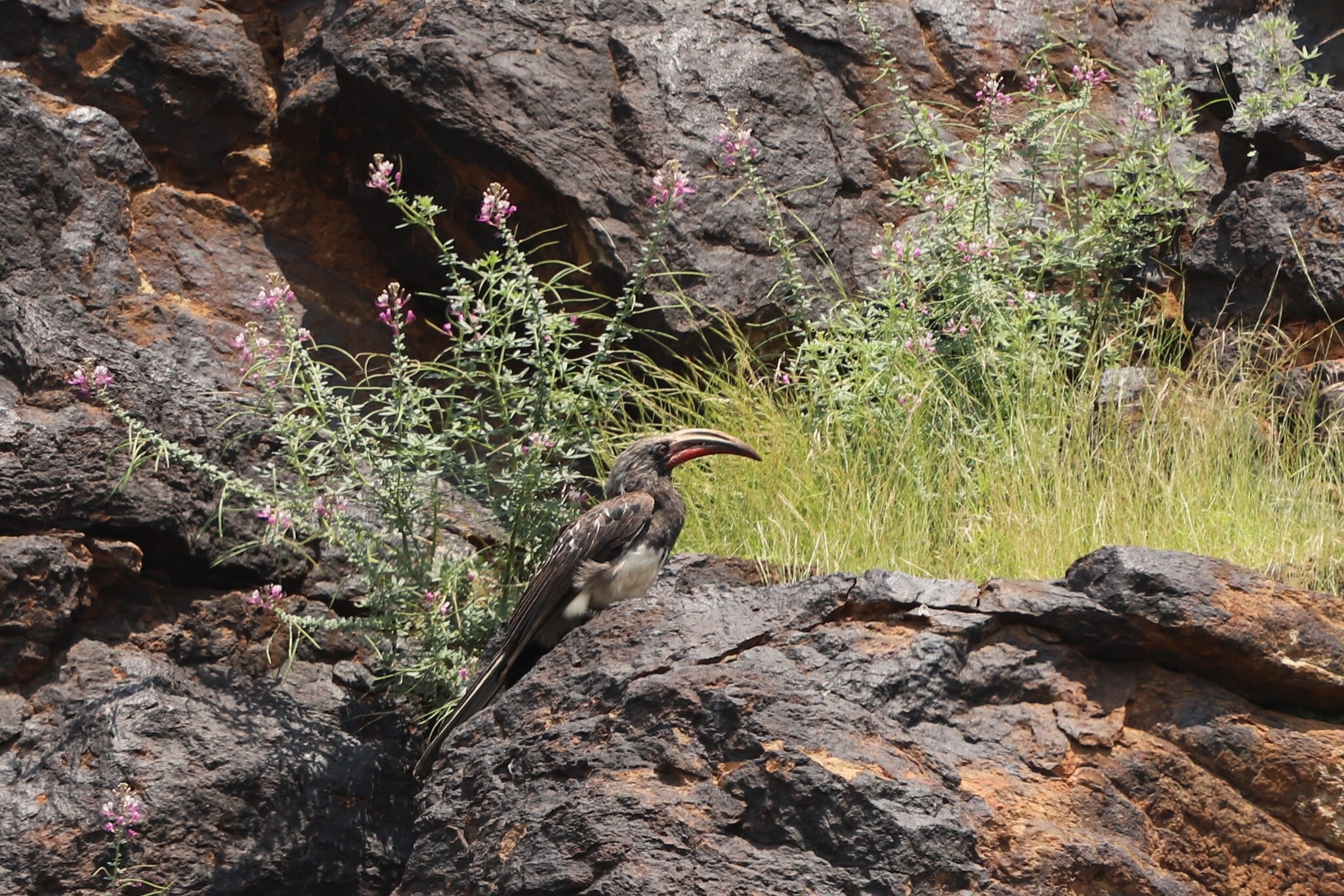 Hemprich's Hornbill (Lophoceros hemprichii), photo 3