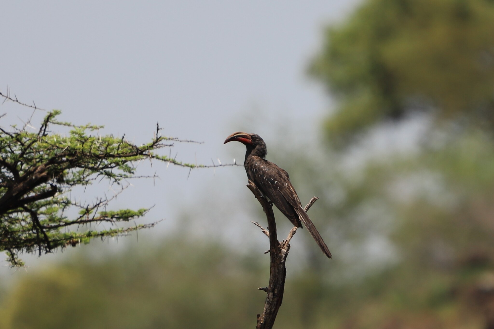 Hemprich's Hornbill (Lophoceros hemprichii), photo 5